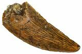 Serrated, Raptor Tooth - Real Dinosaur Tooth #261124-1